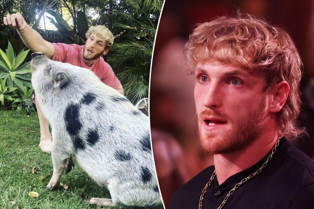 1673346173 Pig reportedly abandoned owned by YouTube star Logan Paul rescued