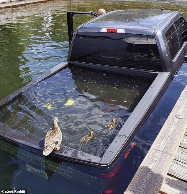 At least one is happy!  This passenger truck somehow ended up in a pond, but at least the ducks are enjoying their new pool