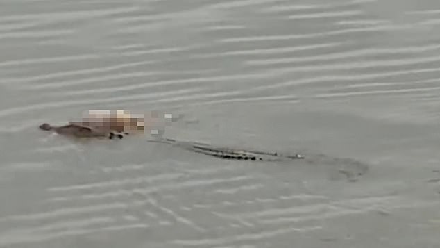 This is the extraordinary moment when a crocodile carries the unharmed body of a four-year-old boy to rescue workers a mile from where he drowned in a river in Indonesia