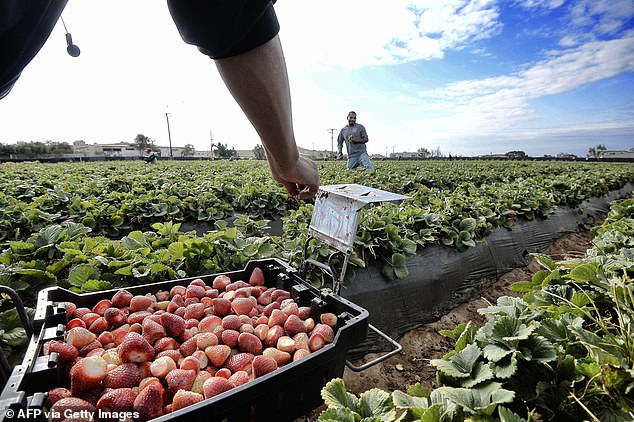 The supplier had imported strawberries from certain farms in Baja California, Mexico in 2022.  Pictured is a day laborer working on a farm in a strawberry field in the San Quintin Valley, Baja California State, Mexico (File Photo)