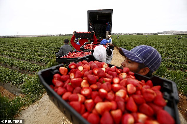 Fruit pickers hold baskets of strawberries as they line up before weighing them at a farm in San Quintin, Baja California (File Photo)