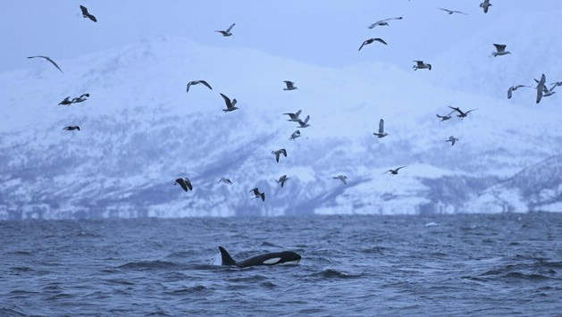 1681526304 100 Experts Update North Atlantic Killer Whale Diet Eye on