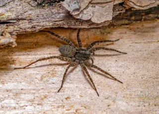 Unusual: Did a spider in Marseille actually lay an egg in this tourist's foot?
