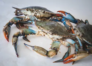 Attention: The Mediterranean is in danger!  The proliferation of blue crabs has us fearing the worst!